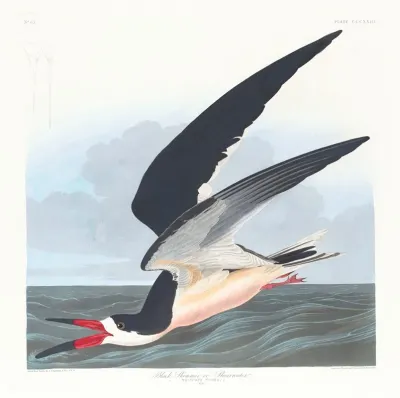 Black Skimmer Or Shearwater