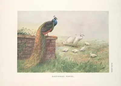Black Winged Peafowl 2