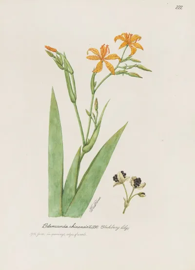 Blackberry Lily