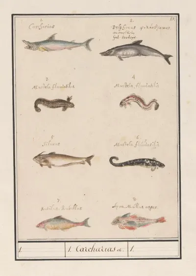 Blad Met Acht Verschillende Vissen 1 Carcharias