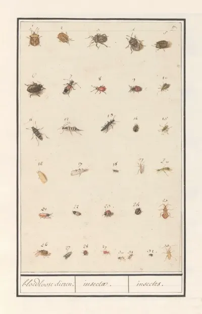 Blad Met Drieendertig Insecten Bloedloose Dieren Insectae Insectes