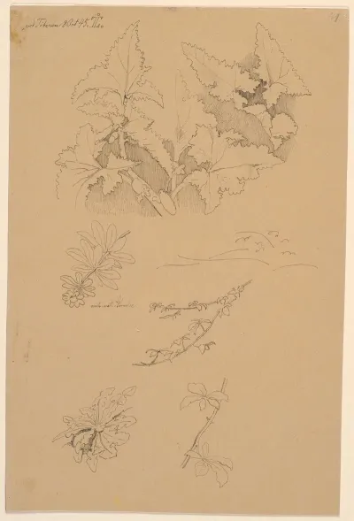 Blad Og Blomsterstudier