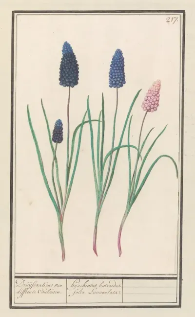 Blauwe Druifjes Muscari Botryoides