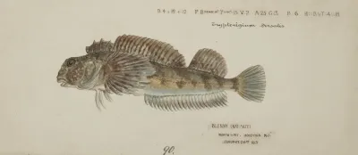 Blennodon Dorsale Giant Triplefin