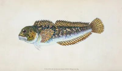Blenny Smooth Blennius Pholis