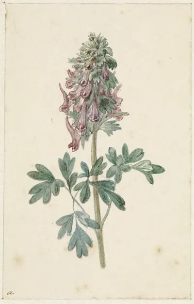 Bloeiende Corydalis Bulbosa 2