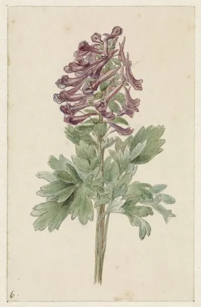 Bloeiende Corydalis Bulbosa