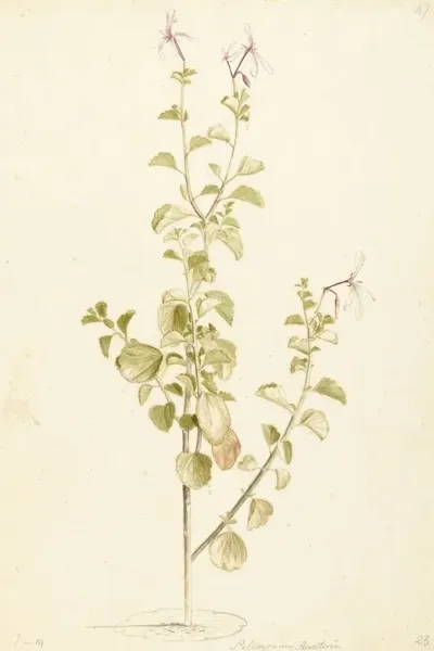Bloeiende Pelargonium