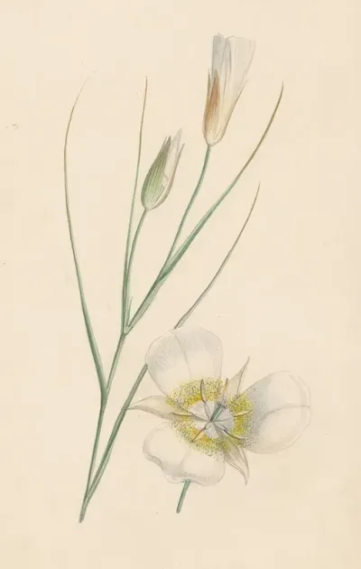 Bloem 6