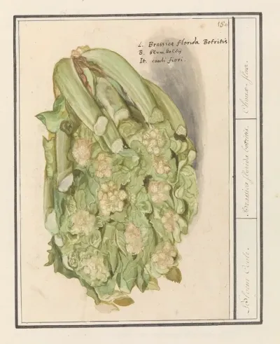 Bloemkool Brassica Oleracea Convar Botrytis Var Botrytis