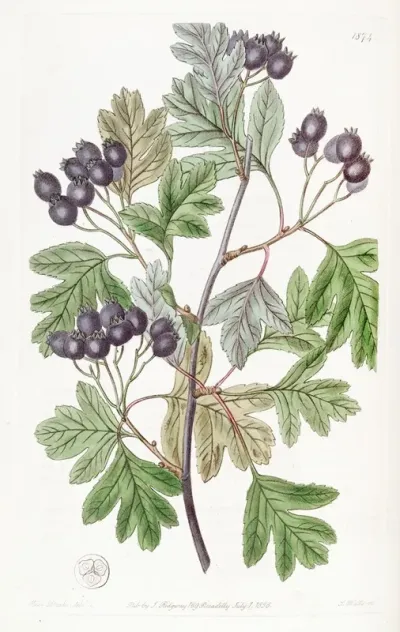 Blood Leaved Thorn