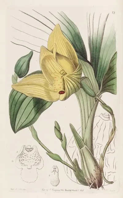 Blood Stained Maxillaria