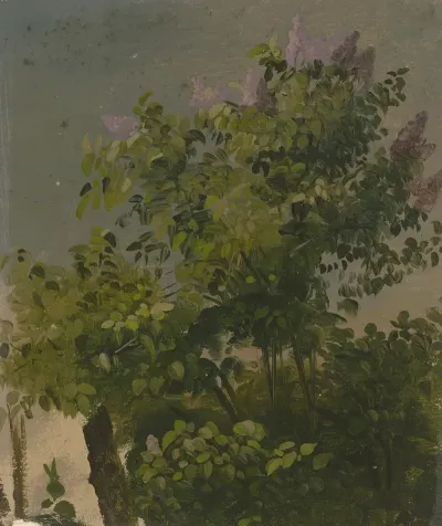 Blooming Lilac Bush