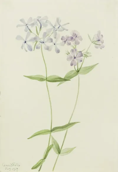 Blue Phlox Phlox Divaricata 2