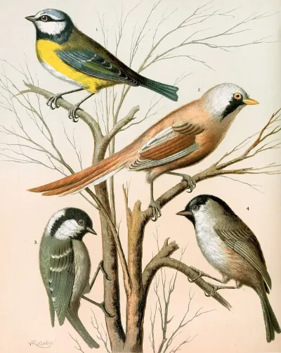 Blue Titmouse Bearded Titmouse Cole Titmouse Marsh Titmouse
