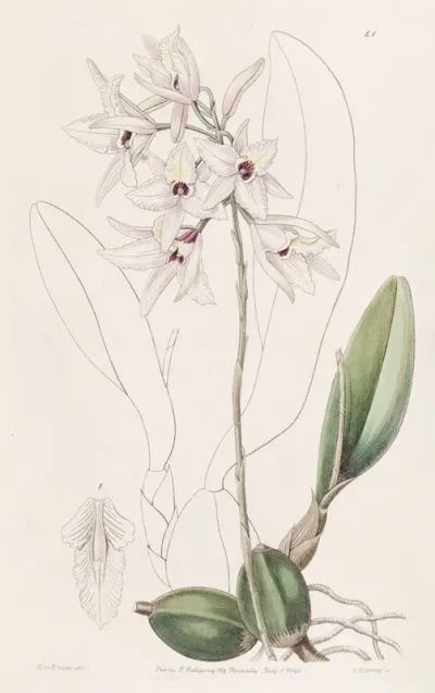 Blushing Laelia