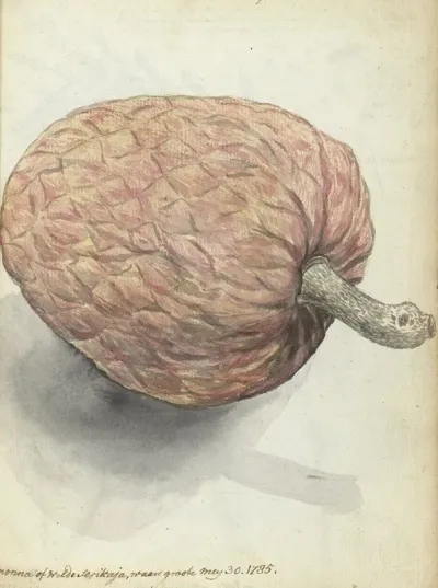 Boanonna Of Wilde Serikaja
