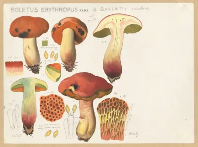 Boletus Erythropus Pers B Queletii Schulzer