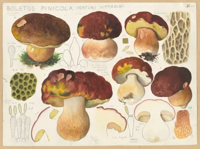 Boletus Pinicola Venturi Vittadini