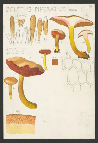 Boletus Piperatus Bull
