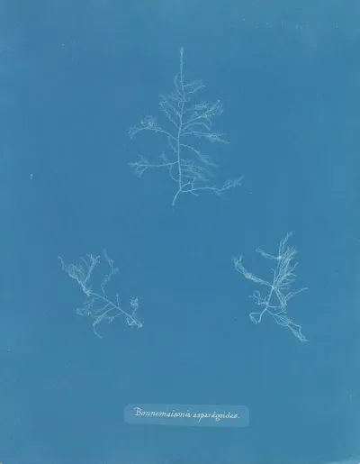 Bonnemaisonia Asparagoides 2
