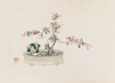 Bonsai Kabenzu Pl 27