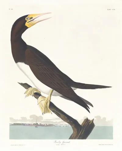Booby Gannet