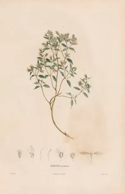 Botanique Pl 06