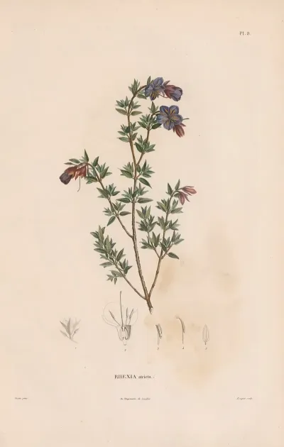 Botanique Pl 07