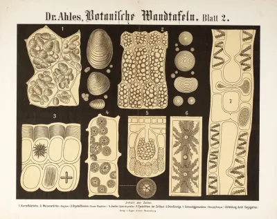 Botanische Wandtafeln Pl 2