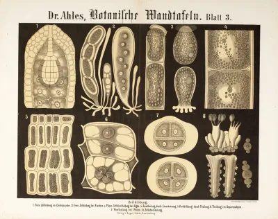 Botanische Wandtafeln Pl 3