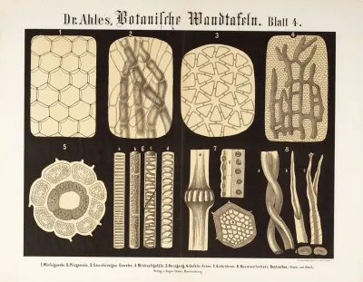 Botanische Wandtafeln Pl 4