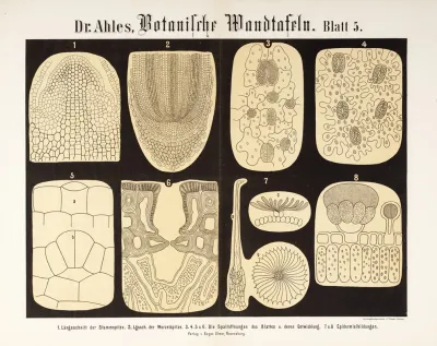 Botanische Wandtafeln Pl 5