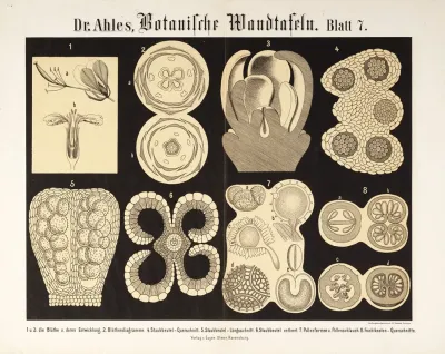 Botanische Wandtafeln Pl 7