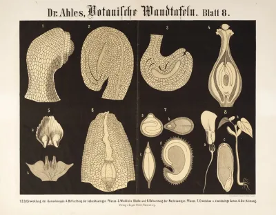 Botanische Wandtafeln Pl 8
