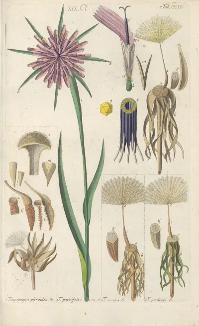 Botanisches Handbuch Pl 02