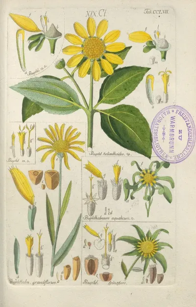 Botanisches Handbuch Pl 49