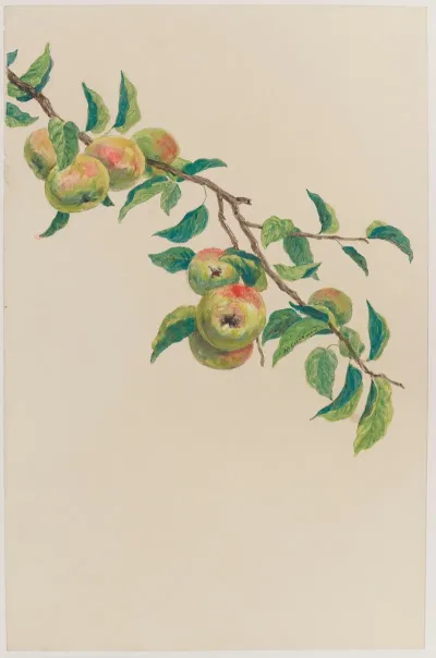 Branche De Pommier