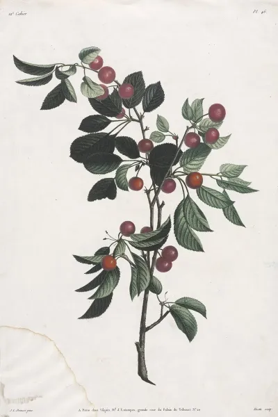 Branches De Cerises Precoce