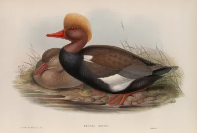Branta Rufina Red Crested Duck