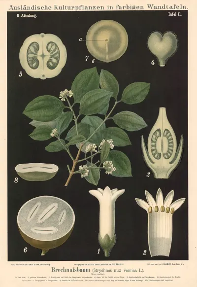 Brechnussbaum Strychnos Nux Vomica L