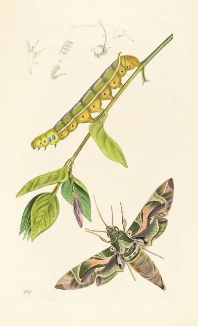 British Entomology