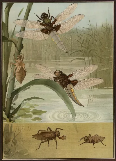 Broad Bodied Chaser