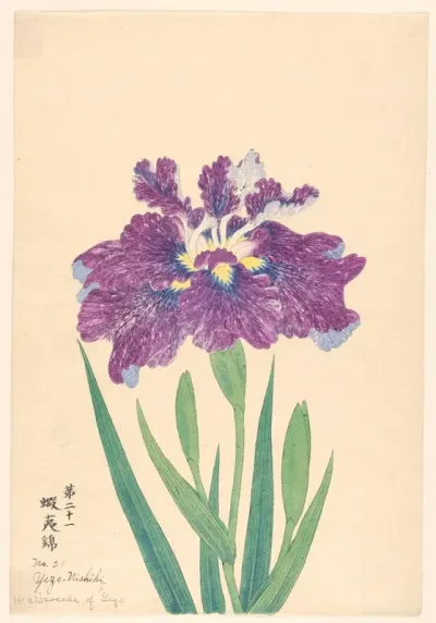 Brocade Of Yezo Yezo Nishiki