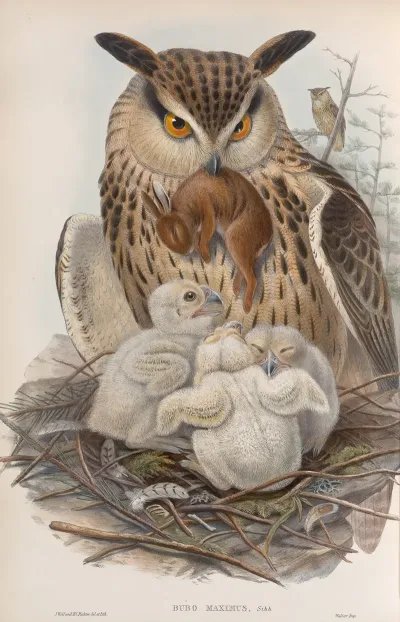 Bubo Maximus Eagle Owl