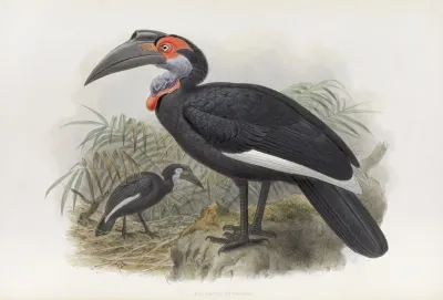 Bucorvus Pyrrhops