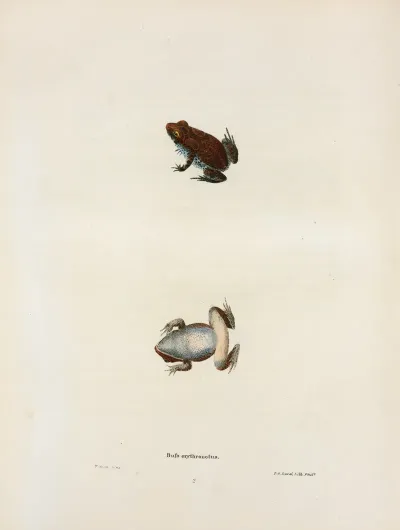 Bufo Erythronotus 2