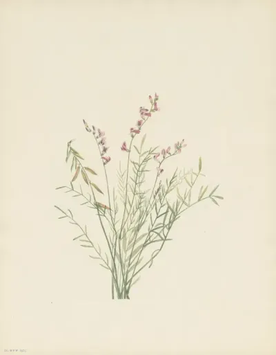 Burgess Milkvetch Astragalus Bourgovii 3