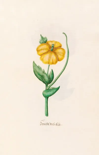 Burnischte Mohnblut