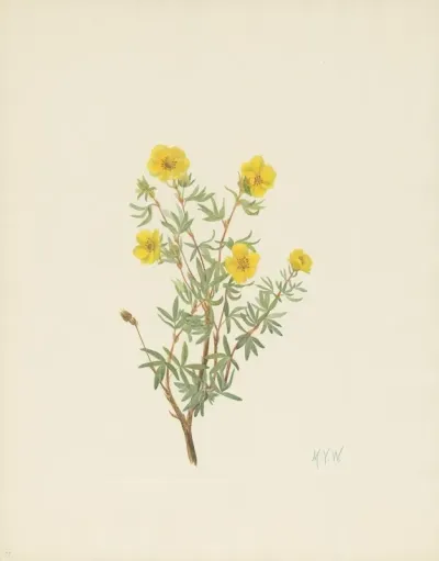 Bush Cinquefoil Potentilla Fruticosa 2